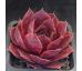 Sempervivum HAVANA