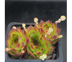 Sempervivum ALBERNELLI