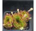 Sempervivum ALBERNELLI