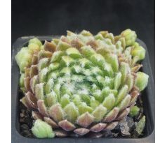 Sempervivum CANTAL