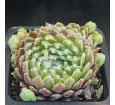 Sempervivum CANTAL