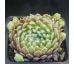 Sempervivum CANTAL