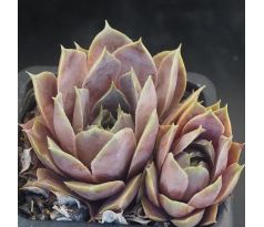 Sempervivum CAPUCINO