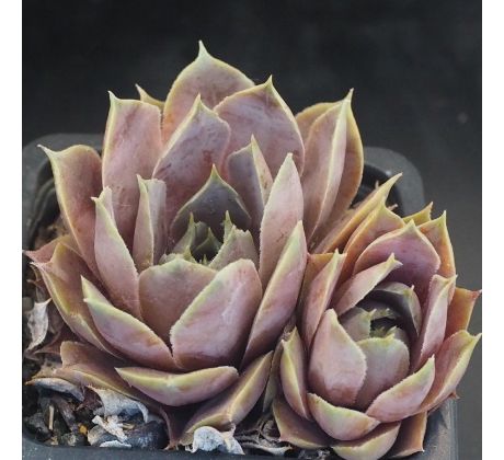 Sempervivum CAPUCINO