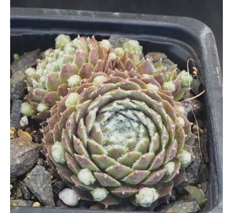 Sempervivum CARL-JANNIS