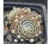 Sempervivum CARL-JANNIS