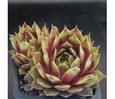 Sempervivum CARO CHARM