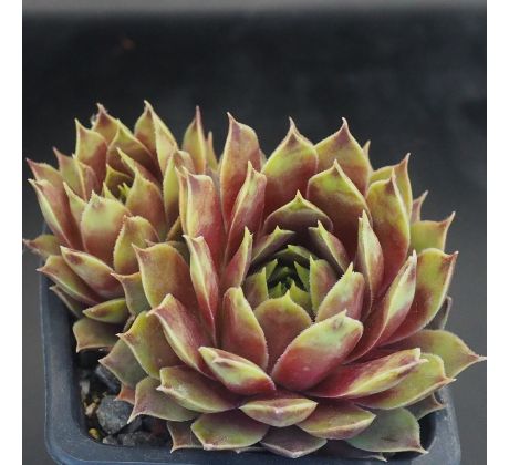 Sempervivum CARO CHARM