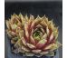 Sempervivum CARO CHARM