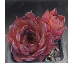 Sempervivum CARO D`ORO