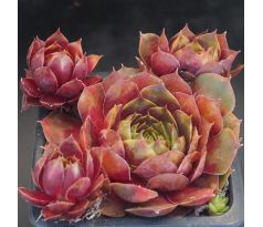 Sempervivum CARTWHEEL