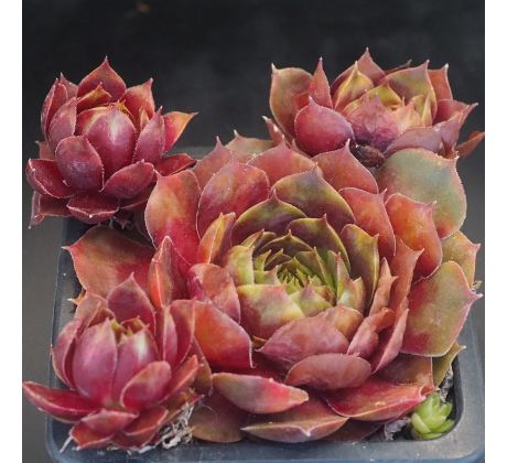 Sempervivum CARTWHEEL