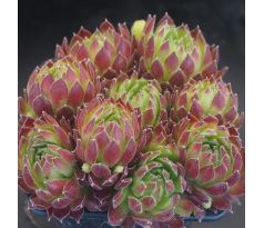 Sempervivum CATS WHISKERS
