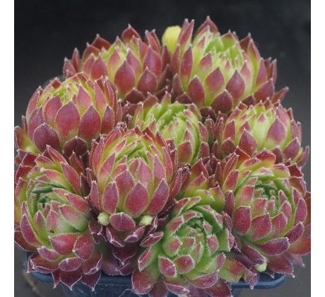 Sempervivum CATS WHISKERS