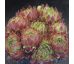 Sempervivum CATS WHISKERS
