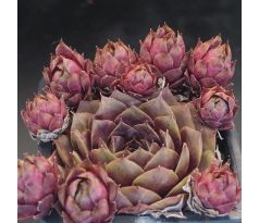 Sempervivum CENTERNUR