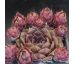 Sempervivum CENTERNUR