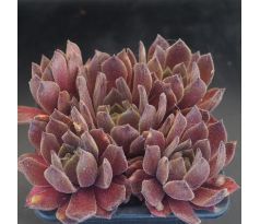 Sempervivum CHARLINE
