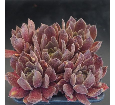 Sempervivum CHARLINE