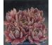 Sempervivum CHARLINE