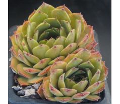 Sempervivum CHATELINEAU