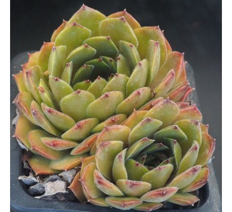 Sempervivum CHATELINEAU
