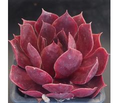 Sempervivum CHELLI