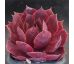 Sempervivum CHELLI