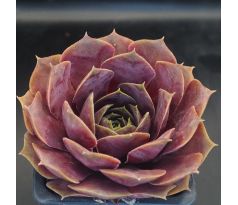 Sempervivum CHEROKEE