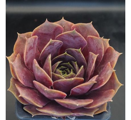 Sempervivum CHEROKEE