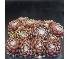 Sempervivum CHERRY BELLE
