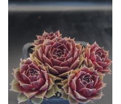 Sempervivum CHEYENNES