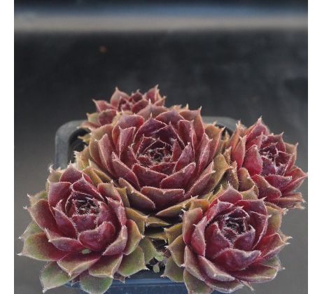 Sempervivum CHEYENNES