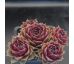 Sempervivum CHEYENNES