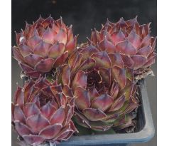 Sempervivum CHIPPER BABY