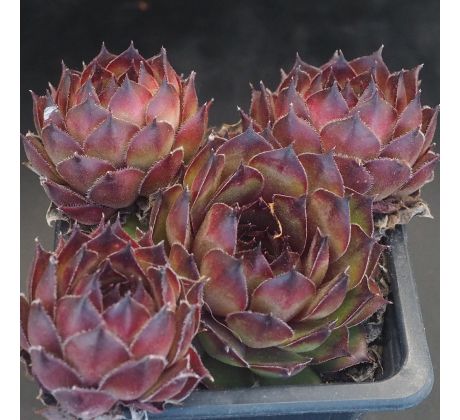 Sempervivum CHIPPER BABY