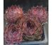 Sempervivum CHIPPER BABY