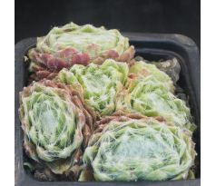Sempervivum CHIPPER CHERRY