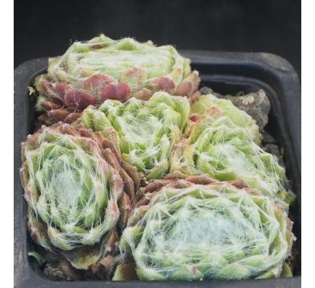 Sempervivum CHIPPER CHERRY