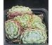 Sempervivum CHIPPER CHERRY