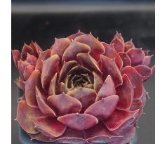 Sempervivum ISSEY MIYAKE