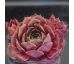 Sempervivum ISSEY MIYAKE