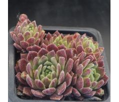 Sempervivum KOLIBRI