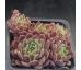 Sempervivum KOLIBRI