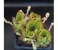 Sempervivum KOOSJE