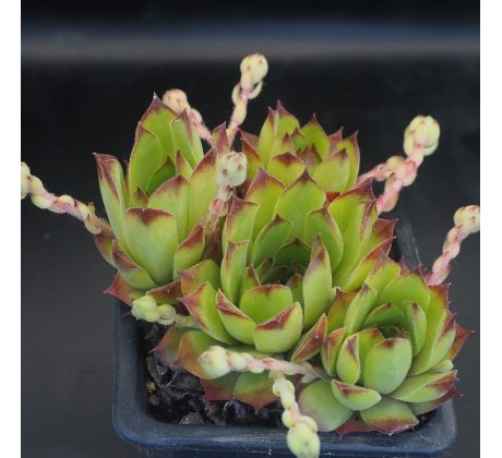 Sempervivum KOOSJE