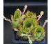Sempervivum KOOSJE
