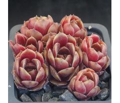 Sempervivum KORSPEL LADY