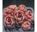 Sempervivum KORSPEL LADY