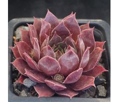 Sempervivum KUBI